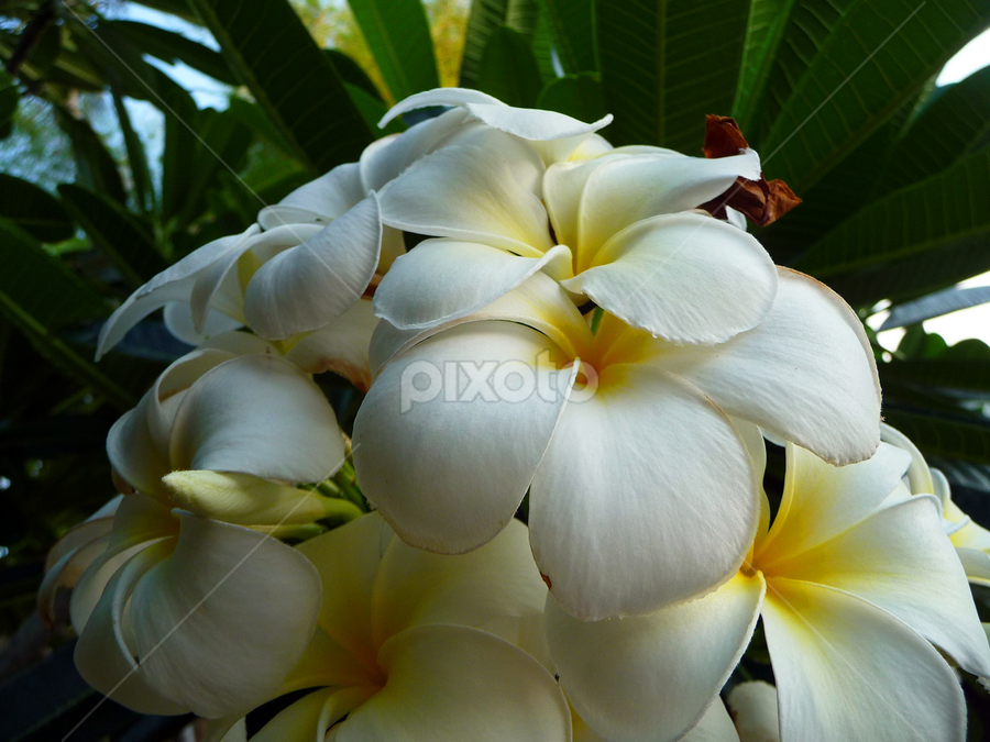 Frangipani by Kirsten Gamby - Flowers Tree Blossoms
