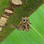 Case Moth Larva