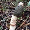ravenel's stinkhorn mushroom