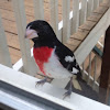 Rose-breasted Grosbeak