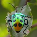 Green jewel bug