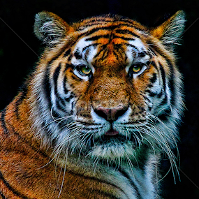 by John Larson - Animals Lions, Tigers & Big Cats