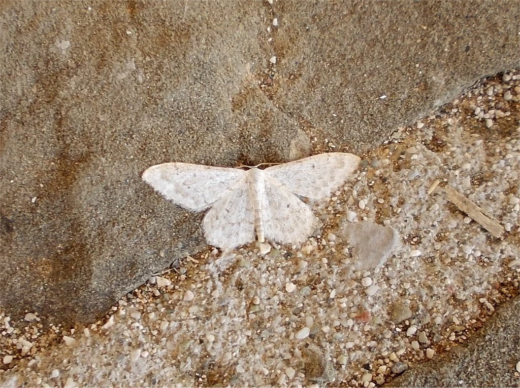White Idaea moth
