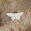 White Idaea moth