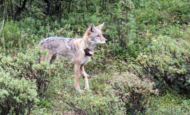 A fox with a tracking collar in Denali National Park, Alaska.