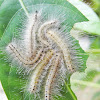 Fall webworm caterpillars