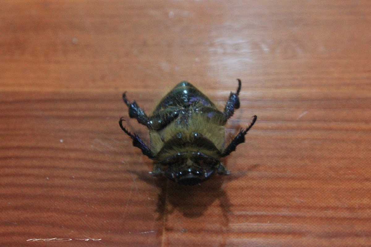 unknown beetle