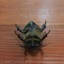 unknown beetle