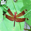 Fulvous Forest Skimmer (Female)