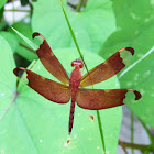 Fulvous Forest Skimmer (Female)