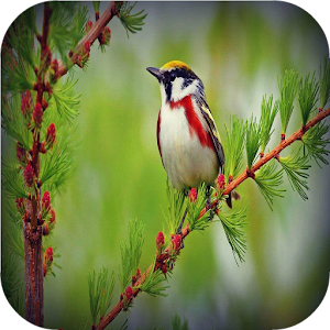Birds wallpapers 4.3.2