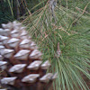 Loblolly pines