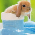 Sweet Soft Bunny Eyes Live Wal logo