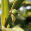 Buffalo Treehopper