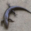 Blue Tailed Lizard, Five Lined Skink