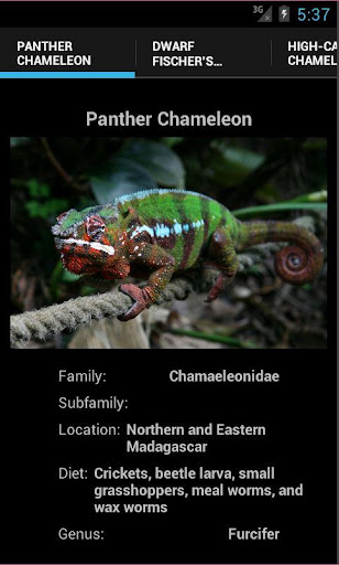 Chameleons