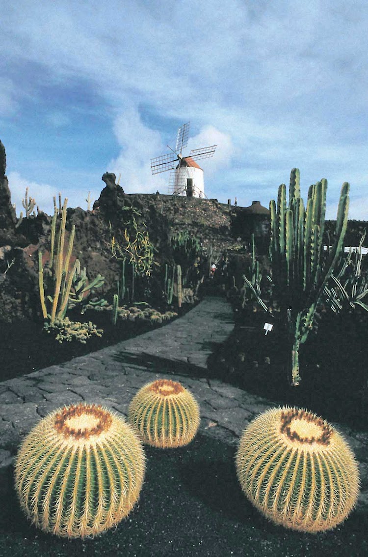 A windmill stands watch over the Cactus Garden in Guatiza, in the municipality of Teguise in the northeastern part of the island of Lanzarote in Las Palmas province in Spain's Canary Islands.