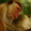 toque macaque