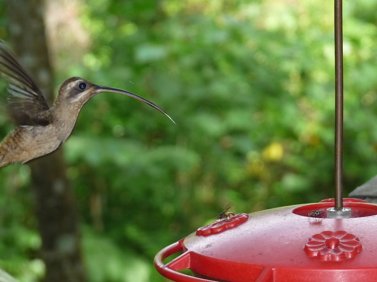 Long-tailed Hermit Hummingbird