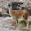 Guanaco