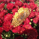 Great Spangled Fritillary