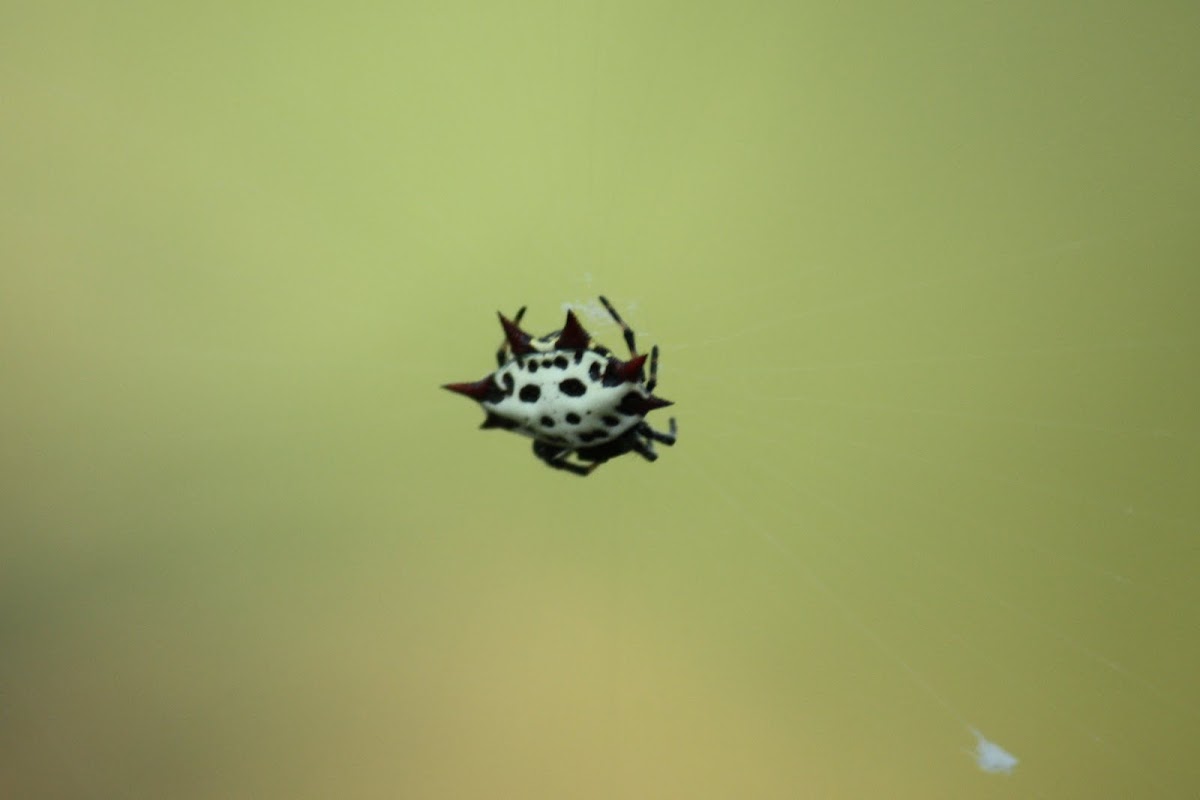 Spiny-backed Orb Weaver Spider