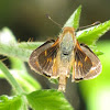 Woodland Skipper