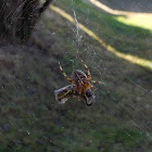 Cross Orbweaver and Drone Fly