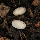 snake eggs