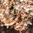 Termite (Australian 'White Ant')