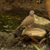 Spotted Turtle-dove