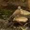 Spotted Turtle-dove