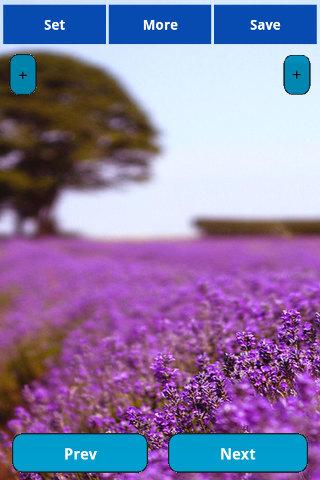 Lavender wallpapers