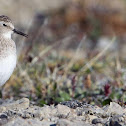 Least Sandpiper