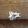 large tolype moth