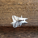 large tolype moth