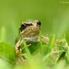 Common Frog