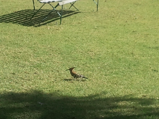 African Hoopoe