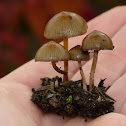 Psilocybe stuntzii (blue ringer fungi)