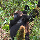 Mountain Gorilla (female)