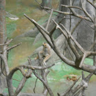 Northern white-cheeked gibbon