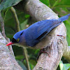 Velvet-fronted Nuthatch