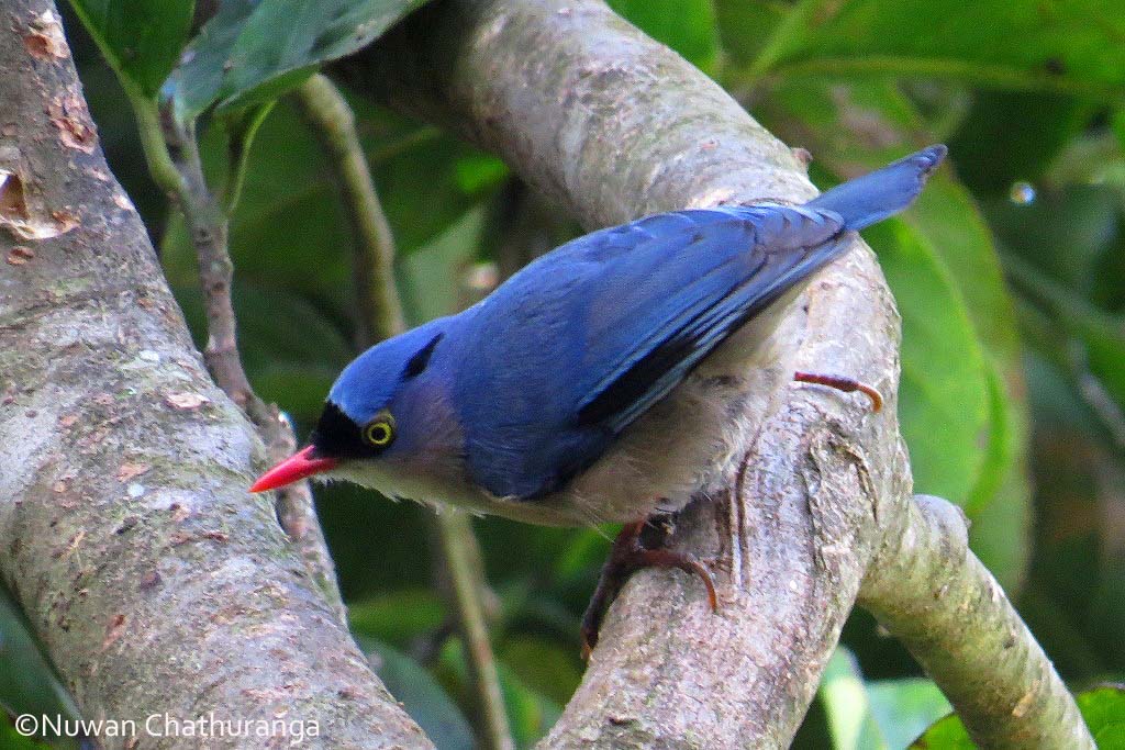 Velvet-fronted Nuthatch