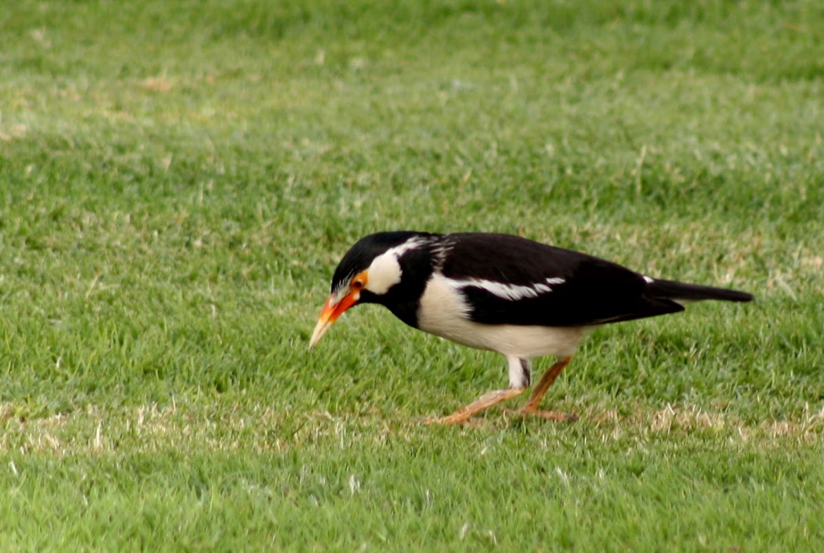 Asian Pied Starling