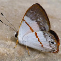 Pearly Euselasia Butterfly