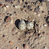 Red-capped Plover Nest