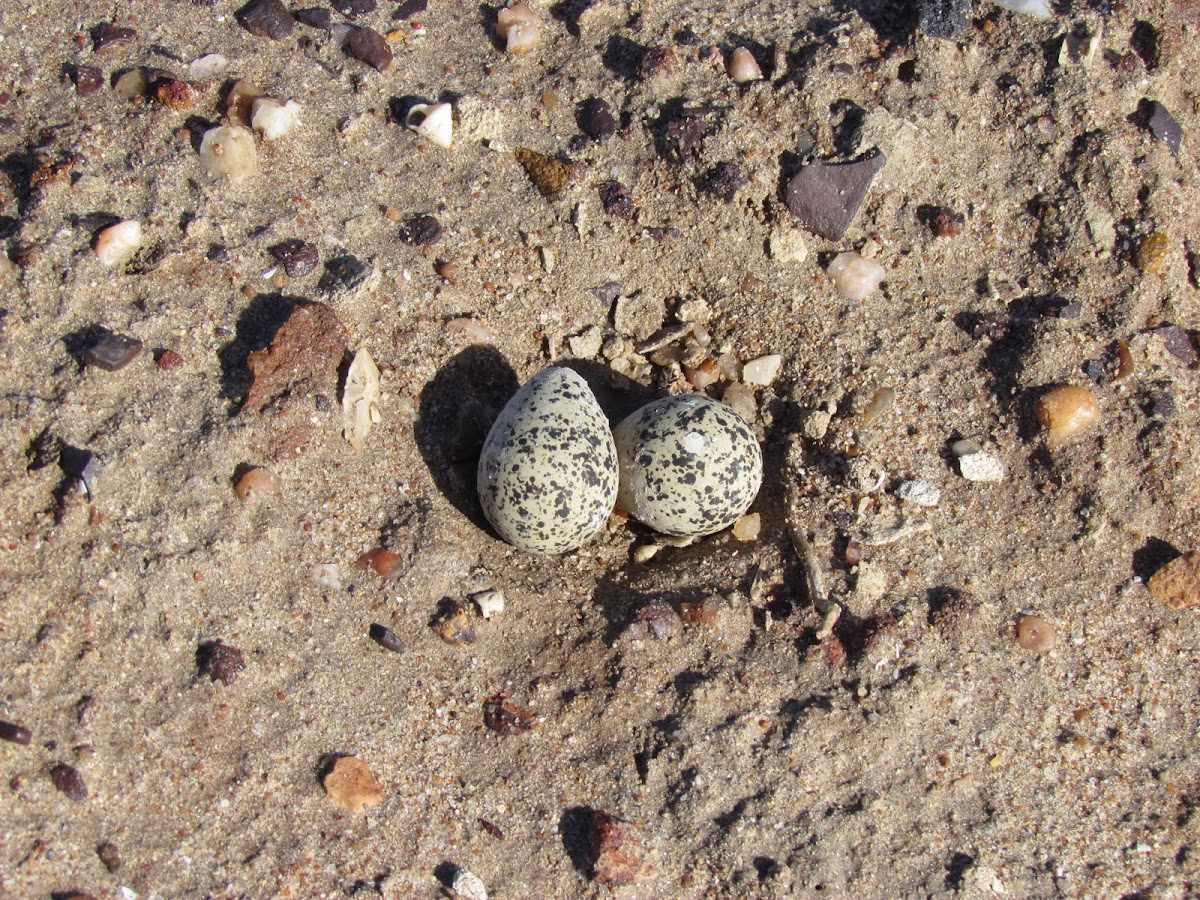 Red-capped Plover Nest