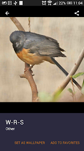 How to download White-rumped shama Wallpapers 1.1 mod apk for android