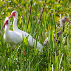 White Ibis (Family)