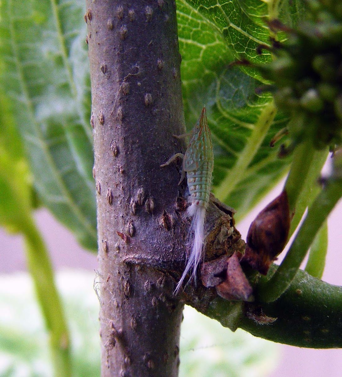 Flatid Planthopper Nymph